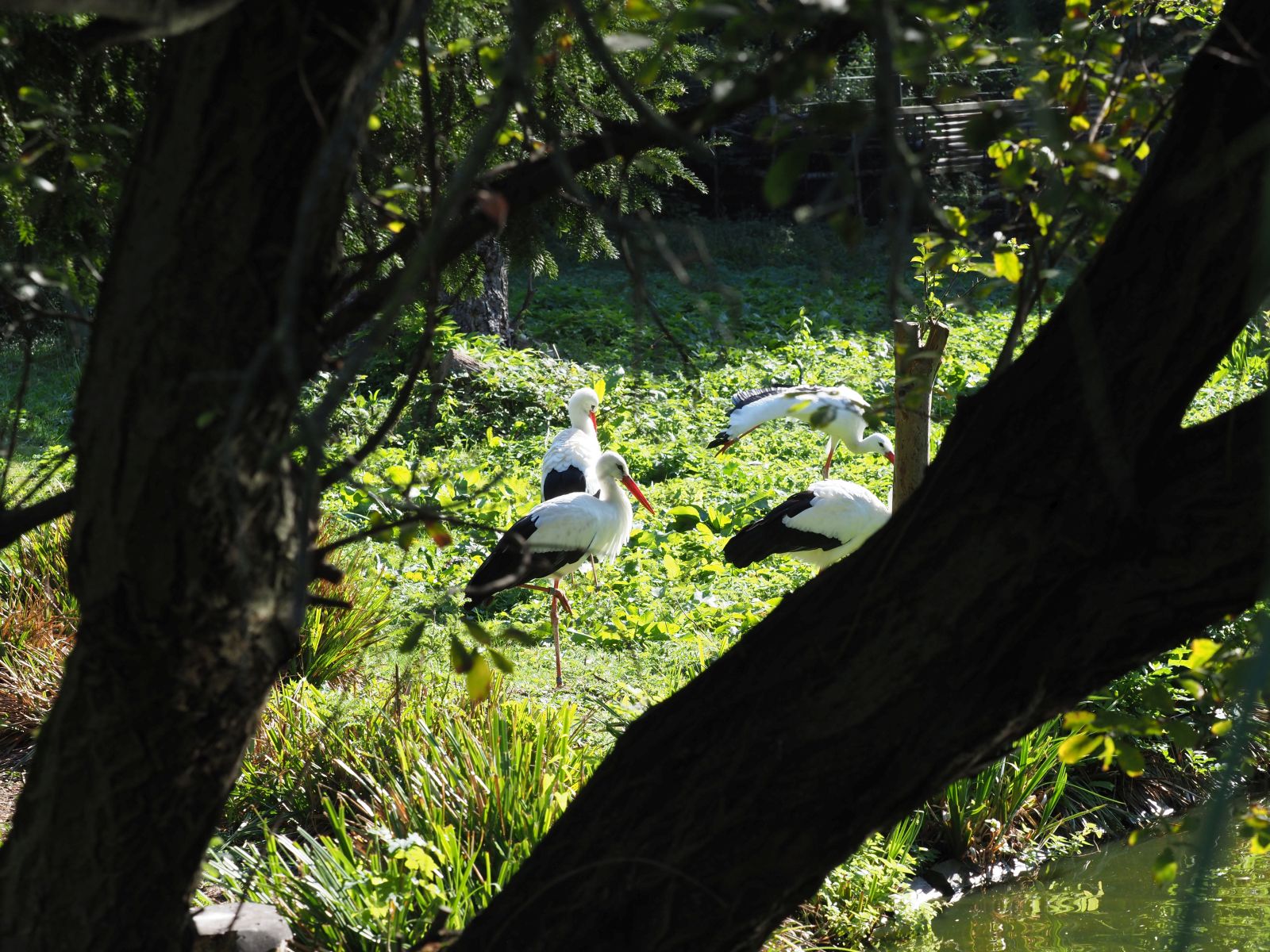 1740512408Bild 98 Weißstorch.JPG